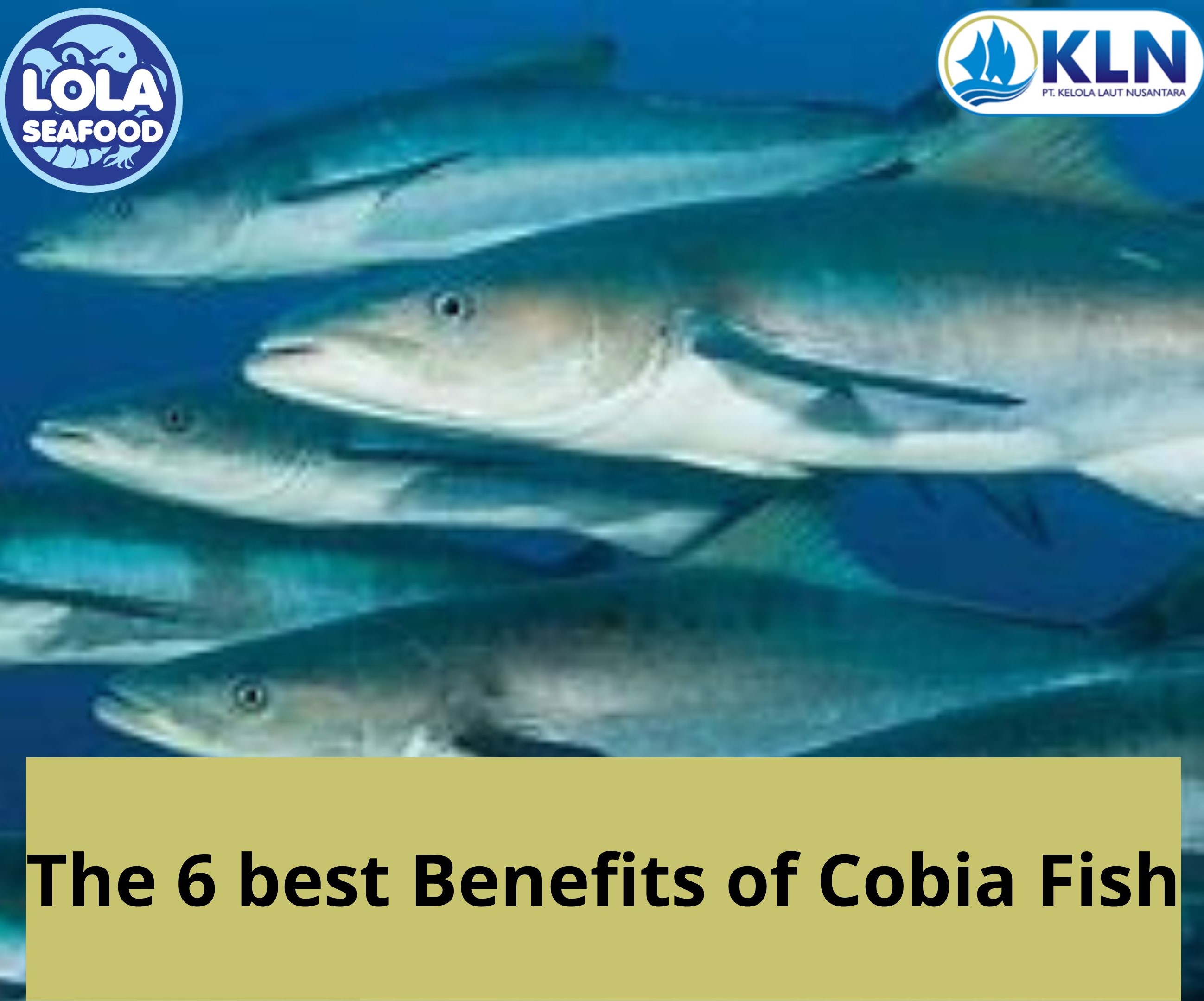 The 6 best Benefits of Cobia Fish